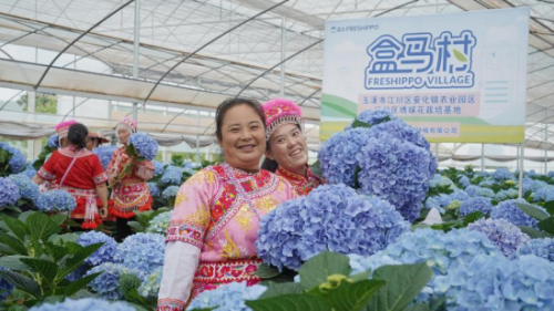 【新闻稿】云南再添一个“绣球盒马村” 带动花农年增收50%774